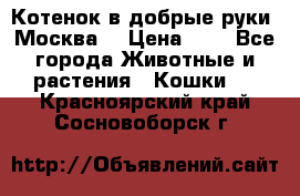 Котенок в добрые руки. Москва. › Цена ­ 5 - Все города Животные и растения » Кошки   . Красноярский край,Сосновоборск г.